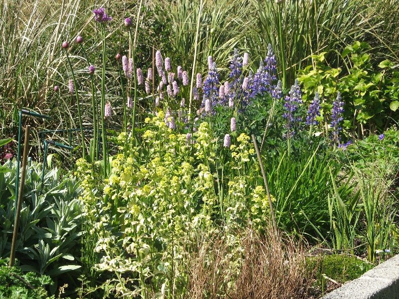 Unknown plants