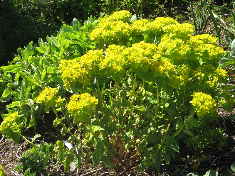 Euphorbia palustris