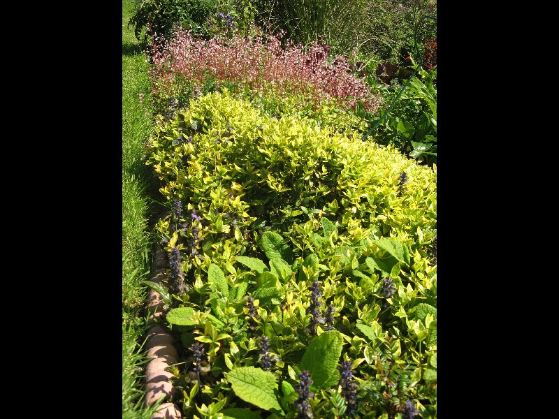Vinca minor