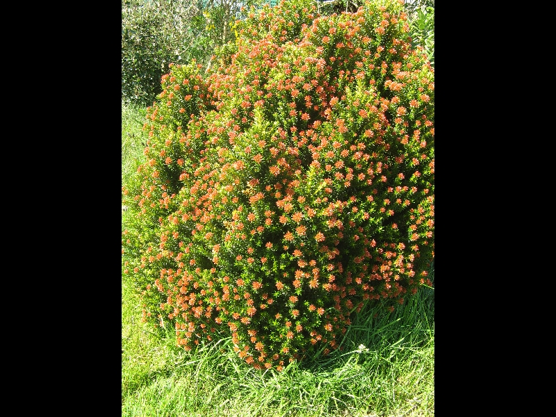 Osothamnus ledifolia