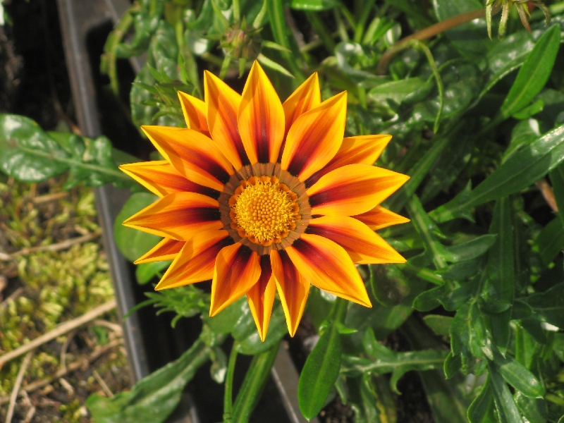 Gazania