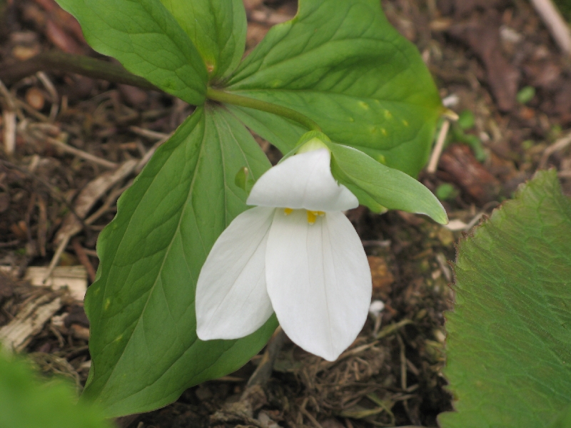 Trillium