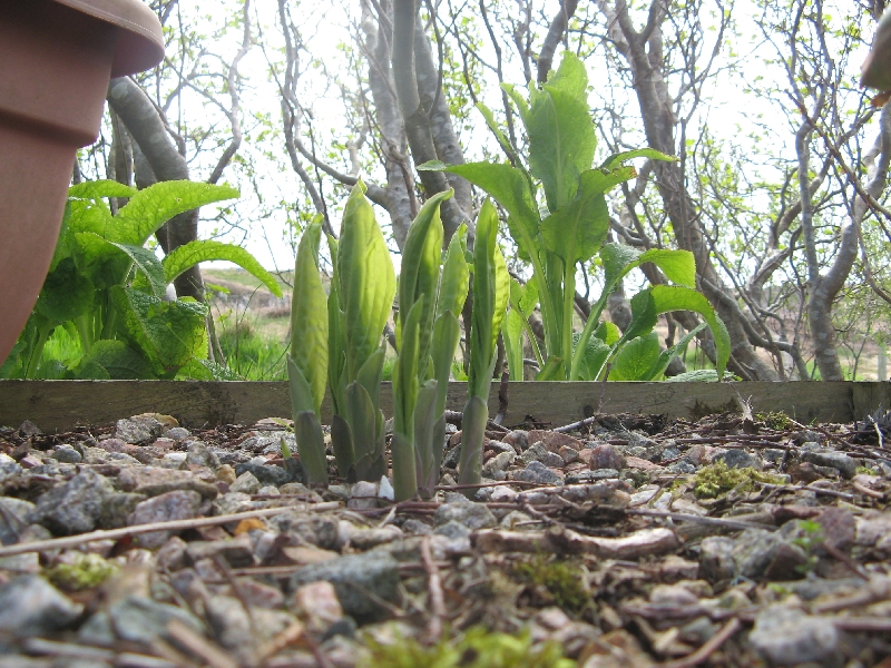 Hosta, new shoots