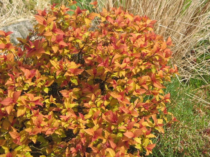 Spirea