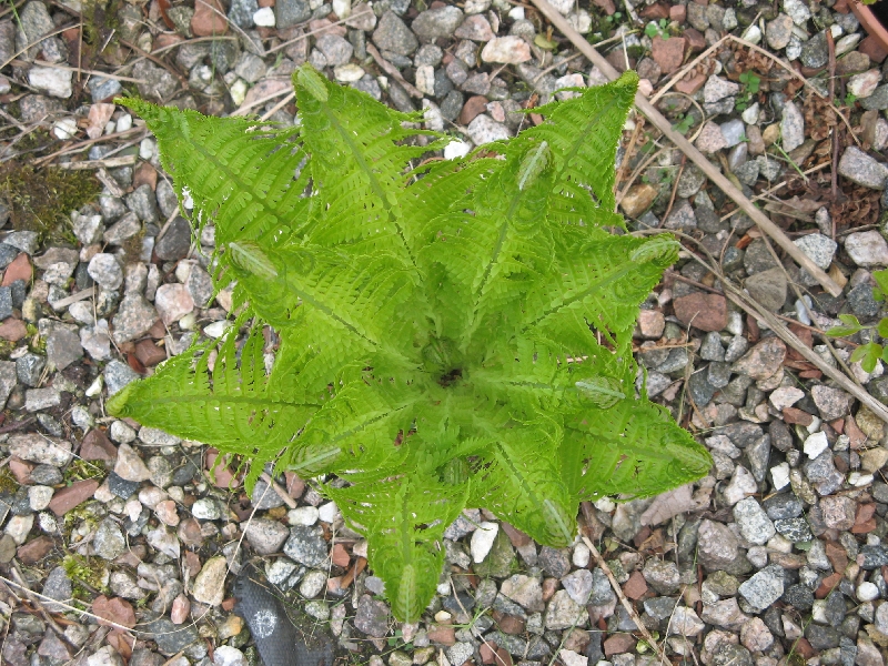 shuttlecock fern, new crosias