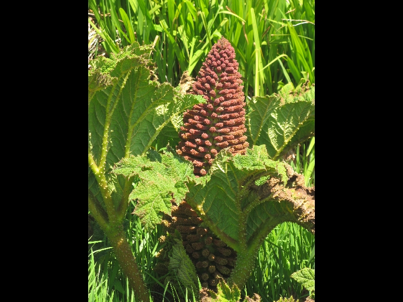 Gunnera tinctoria