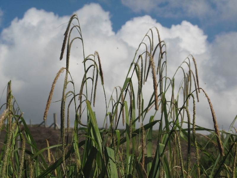 Carex pendula