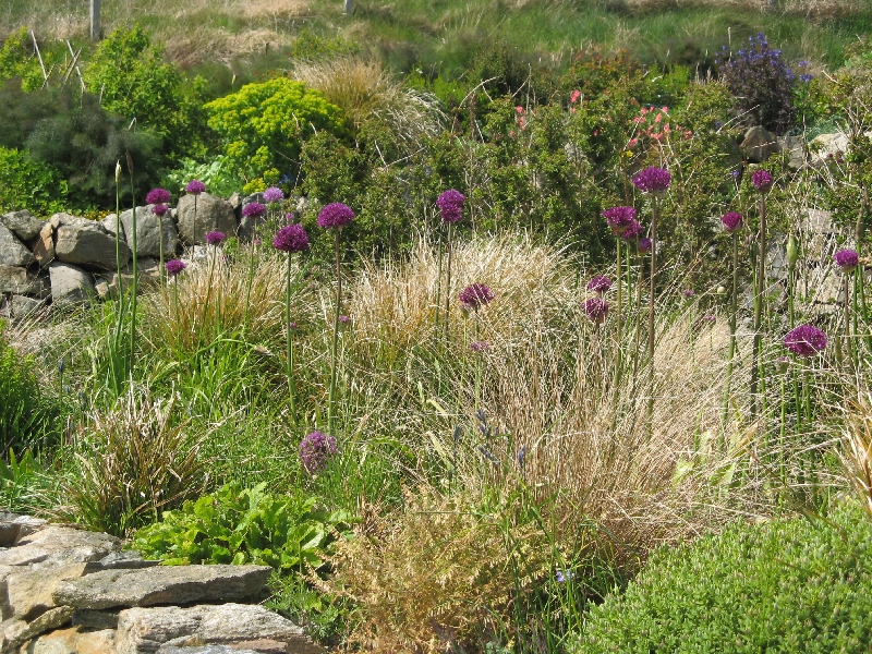 Grasses and flowering alliums