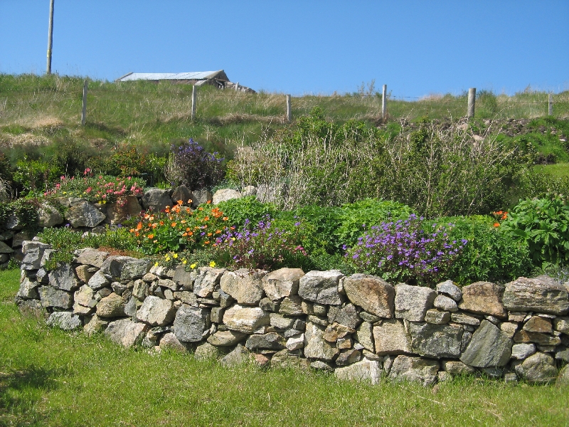 Geranium bed